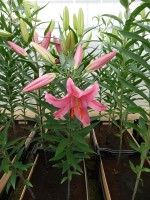 [4226 Fleurise No01.JPG]